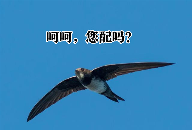 世界上速度最快的动物,352.5千米/小时,高铁“望尘莫及”