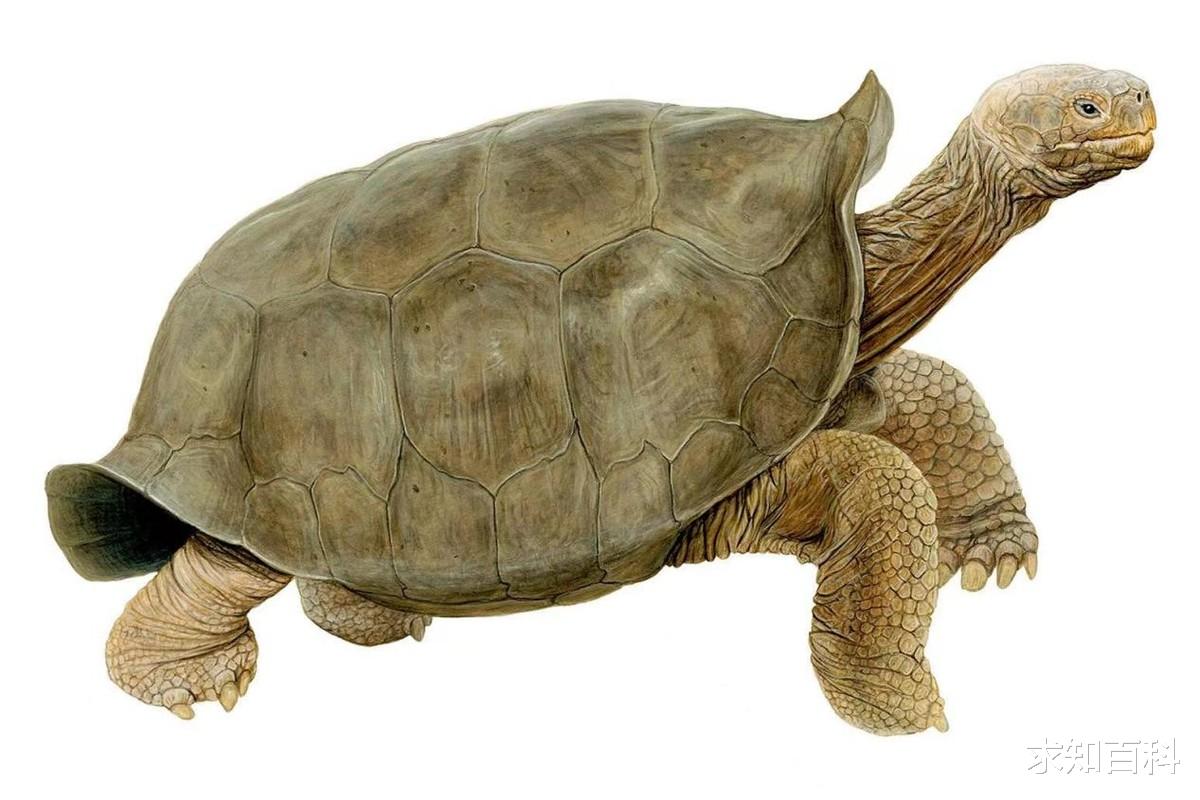 灭绝的生物重新出现,究竟是好是坏? 地球即将第六次生物大灭绝?
