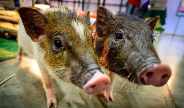 哺乳动物|万万没想到,紧急状态下哺乳动物可通过肛门呼吸