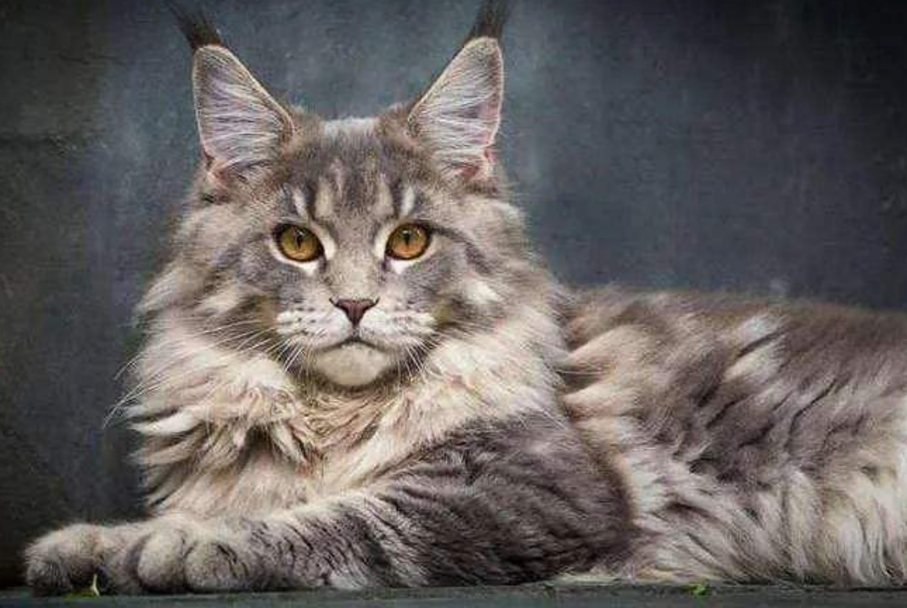 世界上战斗力最强的8种猫,敢于挑衅雄狮猎豹