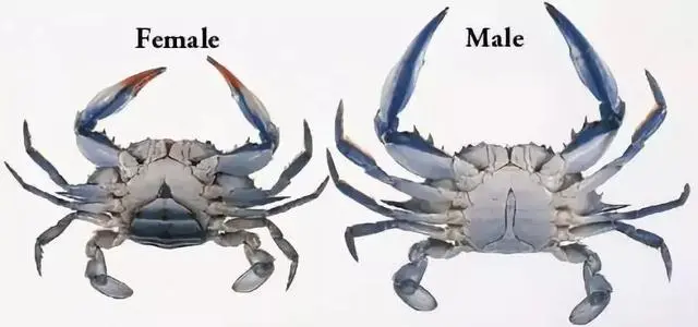 同是水生生物,为何只有蟹心是“极寒”不能吃?