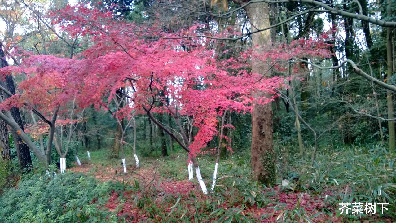 王者荣耀|职场，王者带着佩奇混，自找苦吃