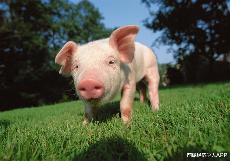为什么猪不怕新冠病毒，也不会将其传染给其它动物？