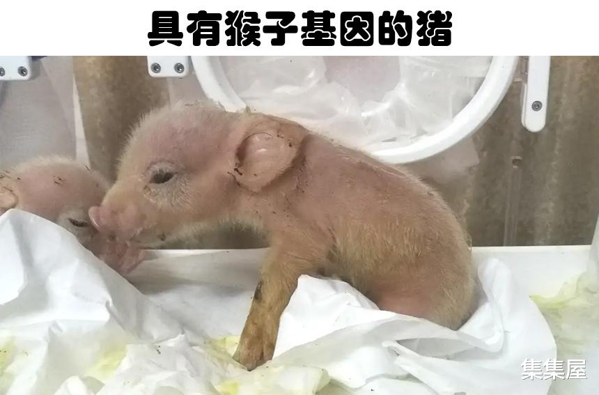 在这个世界上,真实存在着的5种奇怪的杂交动物