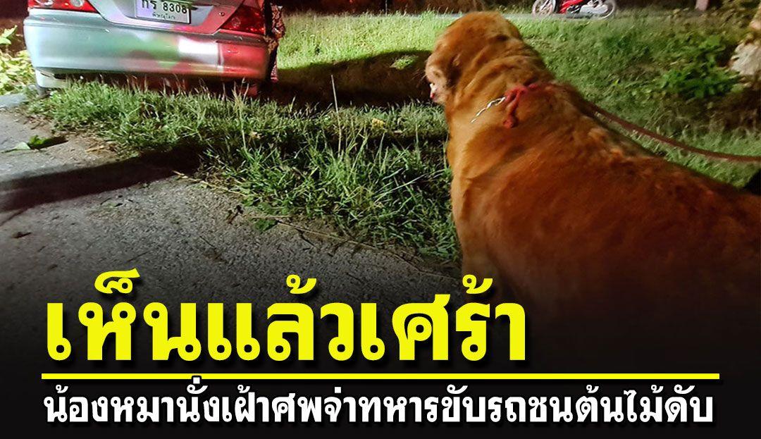 泰国男子车祸身亡 狗狗守在车内不让任何人靠近