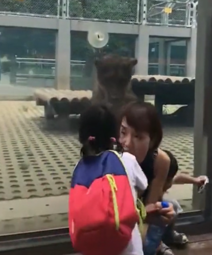 女儿哭着从狮子面前拉开妈妈:生女儿的优势,生儿子根本比不了