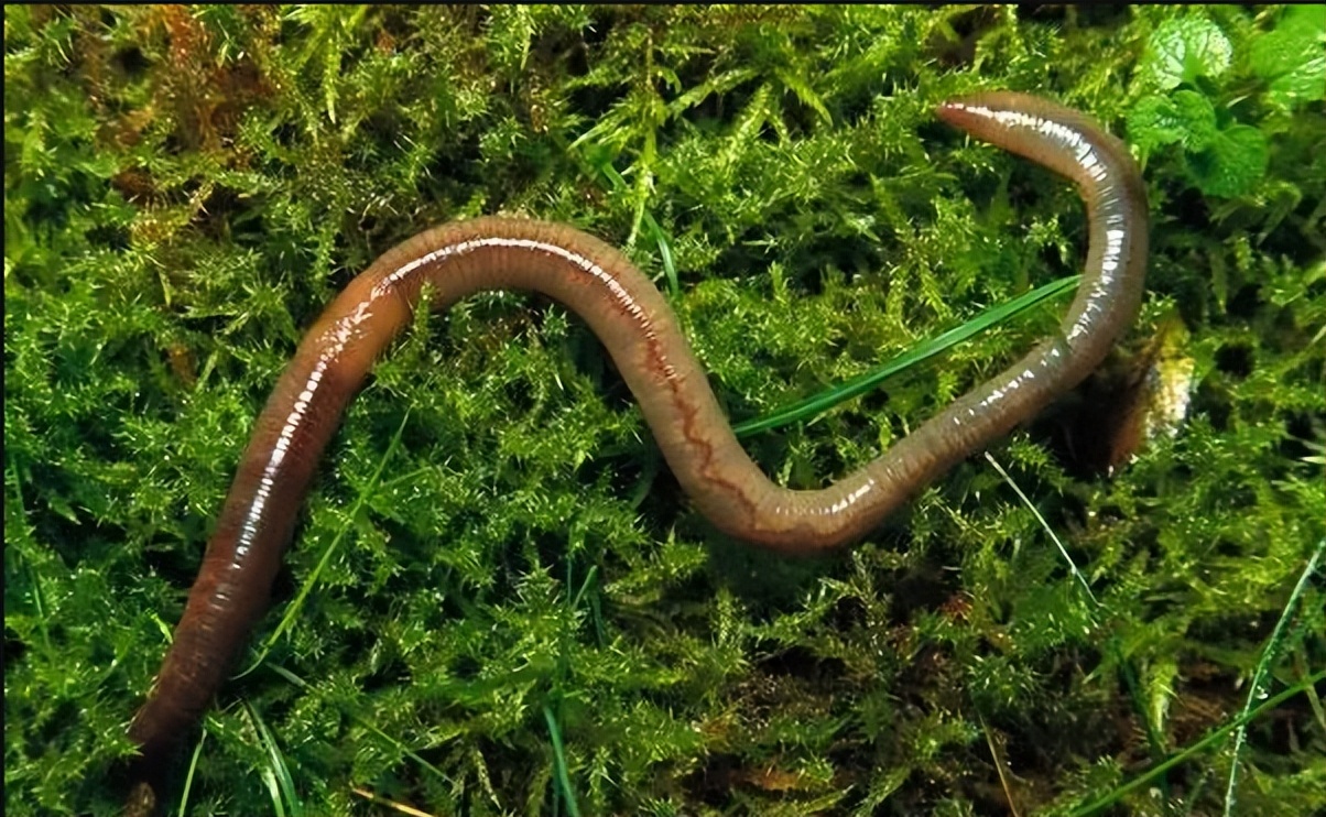 饵料|伏天到,鱼难钓!教你3个用饵“小窍门”,助你快速撬开鱼嘴