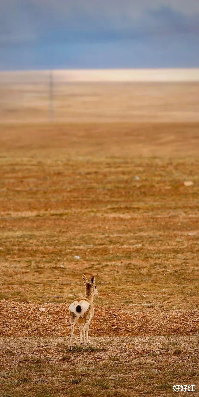 古镇|一半是鲜花、一半是美女，再过30天，这个五彩斑斓的省份，就美疯了！