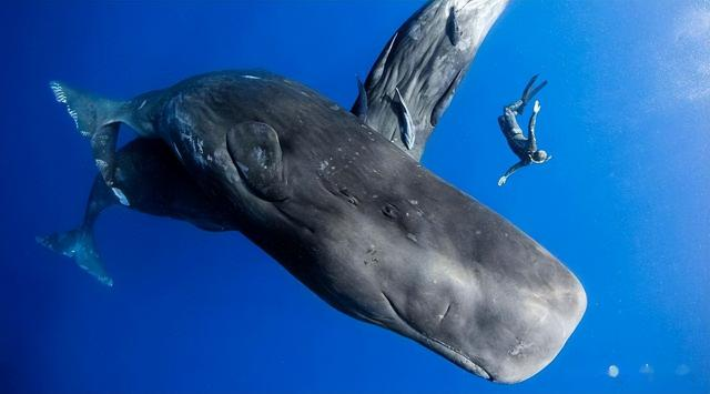 你知道海洋有多深吗?海底10000米隐藏着什么?