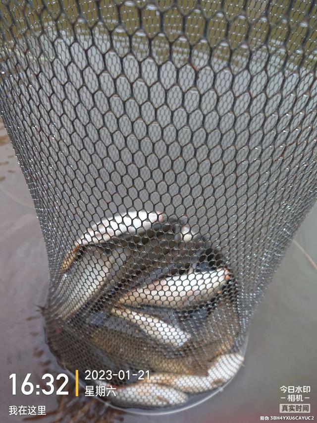 饵料|开竿鲤收竿鲫，红鲤中寻大鲫