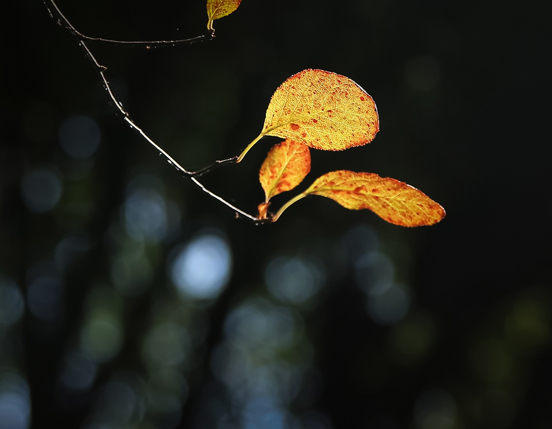 怎样拍出黑色背景照片?掌握4个关键方法,没有你想象那么难