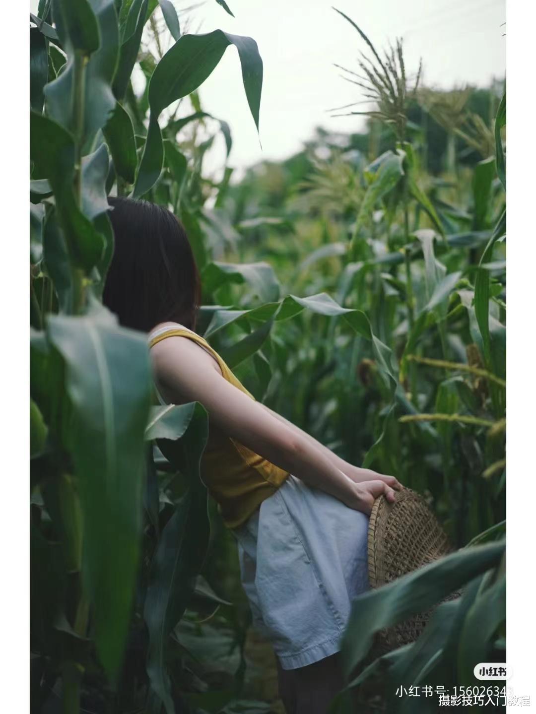 摄影技巧:玉米地怎么拍照好看?摄影博主的经验分享,太实用了