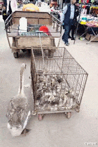 饵料|白素贞飞行的时候为什么要把一只手往前伸?原来是这样~