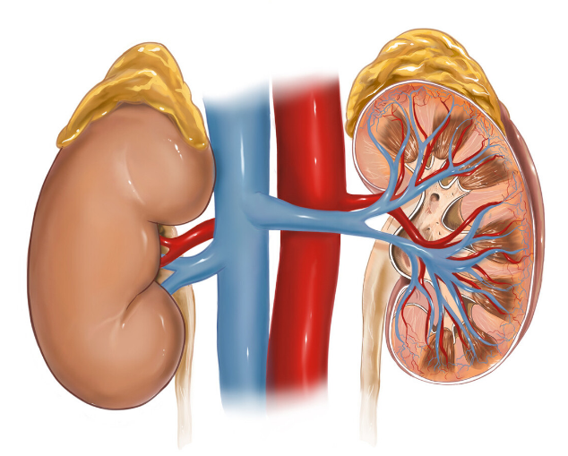 肾病|5项指标决定肾病结局，全面稳定住，可保护好肾功能