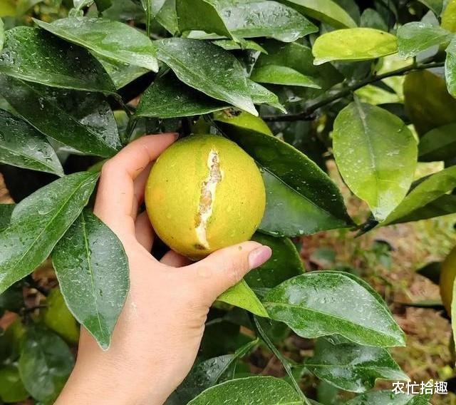 刚遇2.5元一斤热卖,却遭逢降雨,大量果子裂开,果农收入打水漂