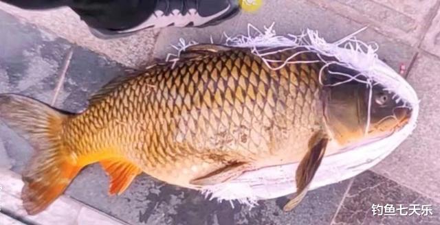 济南|景区偷钓20斤大鲤鱼,济南一男子被拘留13天!网友:钓瘾有点大