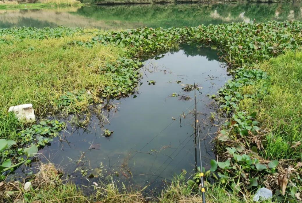 饵料|伏天到,大鱼的“藏身地”在这4处,抢到大鱼上不停,渔获不用愁