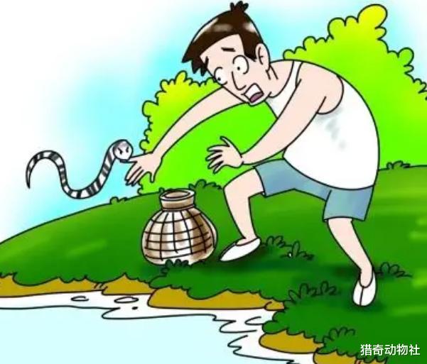 有人说“被眼镜王蛇咬伤,十几分钟内就会死亡”是真的吗?