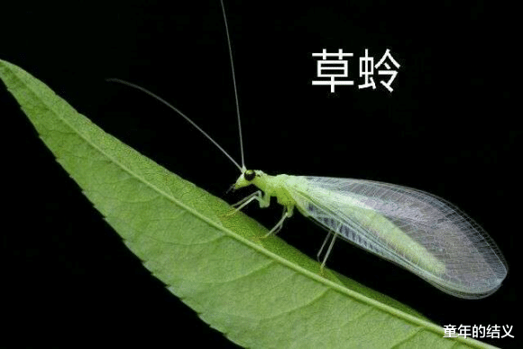 科普一下你们身边常见却不认识的昆虫 有人看吗