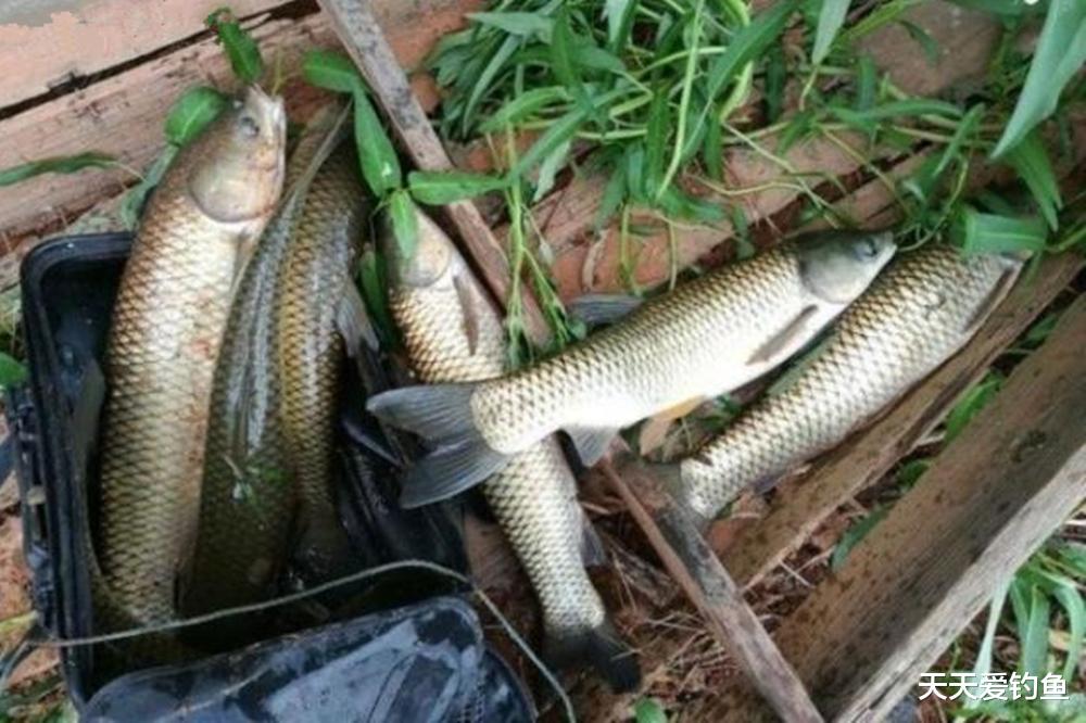 钓鱼技巧|钓鱼技巧:4大钓鱼冷知识,这些招数熟练使用,上鱼快人一步