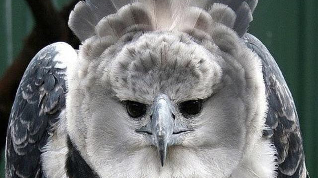 传说中的动物！长着一张“人脸”的哈比鹰，它只是看起来很可怕