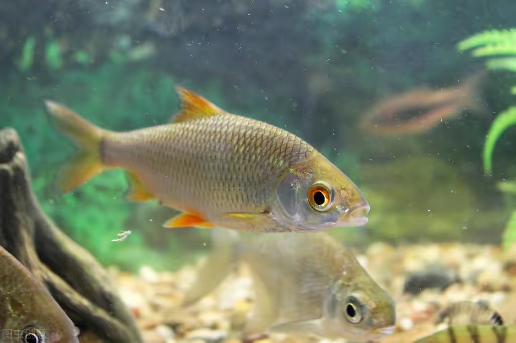 饵料|大钩、素饵能避开小杂鱼闹窝吗?实战没啥效果,不如用这一招