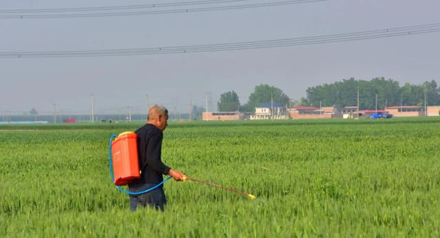 咏鹅|老农仿《咏鹅》写出《咏鸡》，全诗仅18个字，却斩获国家级文学奖