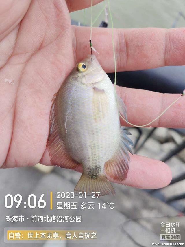 |老地方新收获!“老情人”终究禁不住念叨