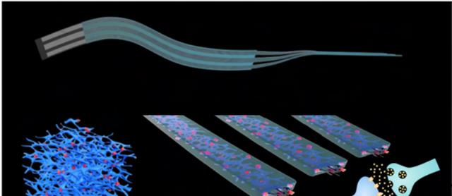 科学家研发“元弦”传感器：为“脑-肠轴”研究提供硬件工具