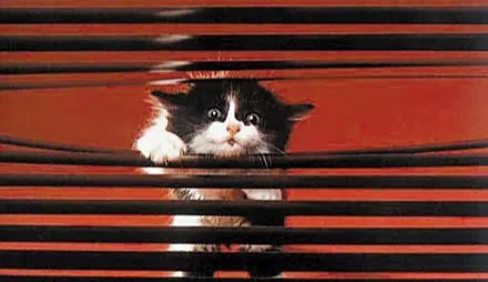 生肖|今年事业将有“契机”来临的生肖