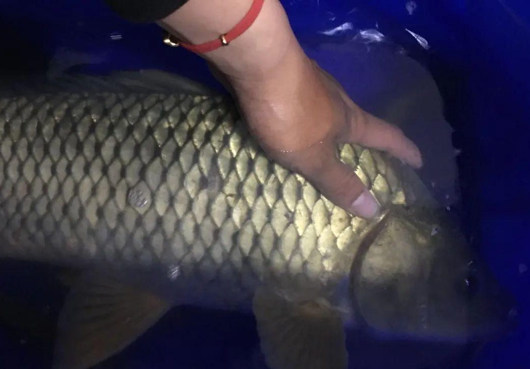 饵料|秋季夜钓的黄金时间？技术不够时间来凑，要相信大力出奇迹