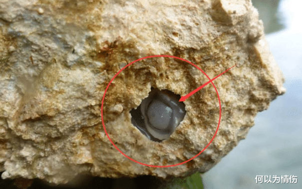 科学家发现新型生物,专门靠吃石头生存,排泄物是沙子