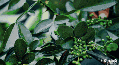 床垫睡久了“螨虫”扎堆爬,用2片叶子,不晒不洗,螨虫跑光光!