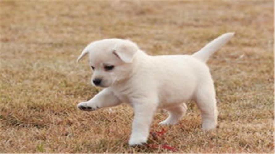 星座男|财运来临事业腾飞,桃花不断喜加喜,在2022年这三个生肖可谓心想事成