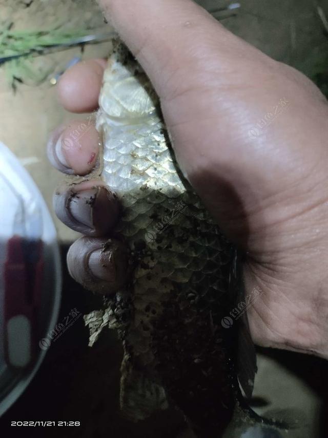 白鲢|【作钓报告】往事不堪回首,鱼获知道多少