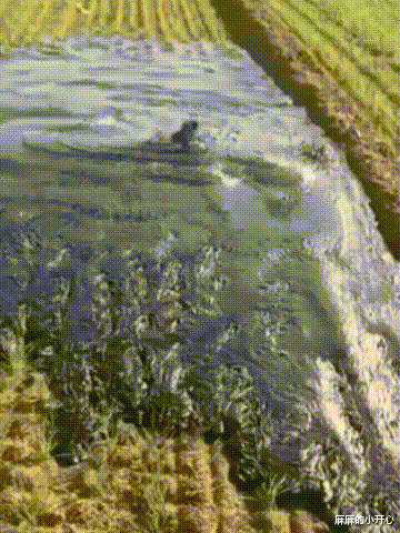 嘀嘀|爷爷钓鱼总被野狗打劫，于是他带了只120斤大狗，结果...