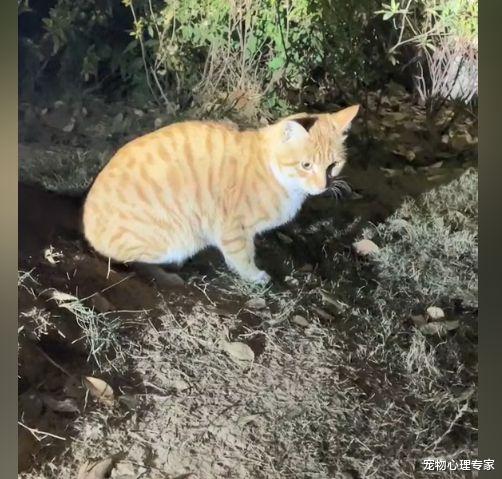女子拿手机拍流浪猫,却不想被提醒“钱掉了”:现实版“招财猫”