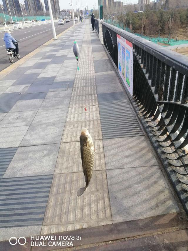 |桥筏钓板鲫，冷风挡不住钓鱼人的热情