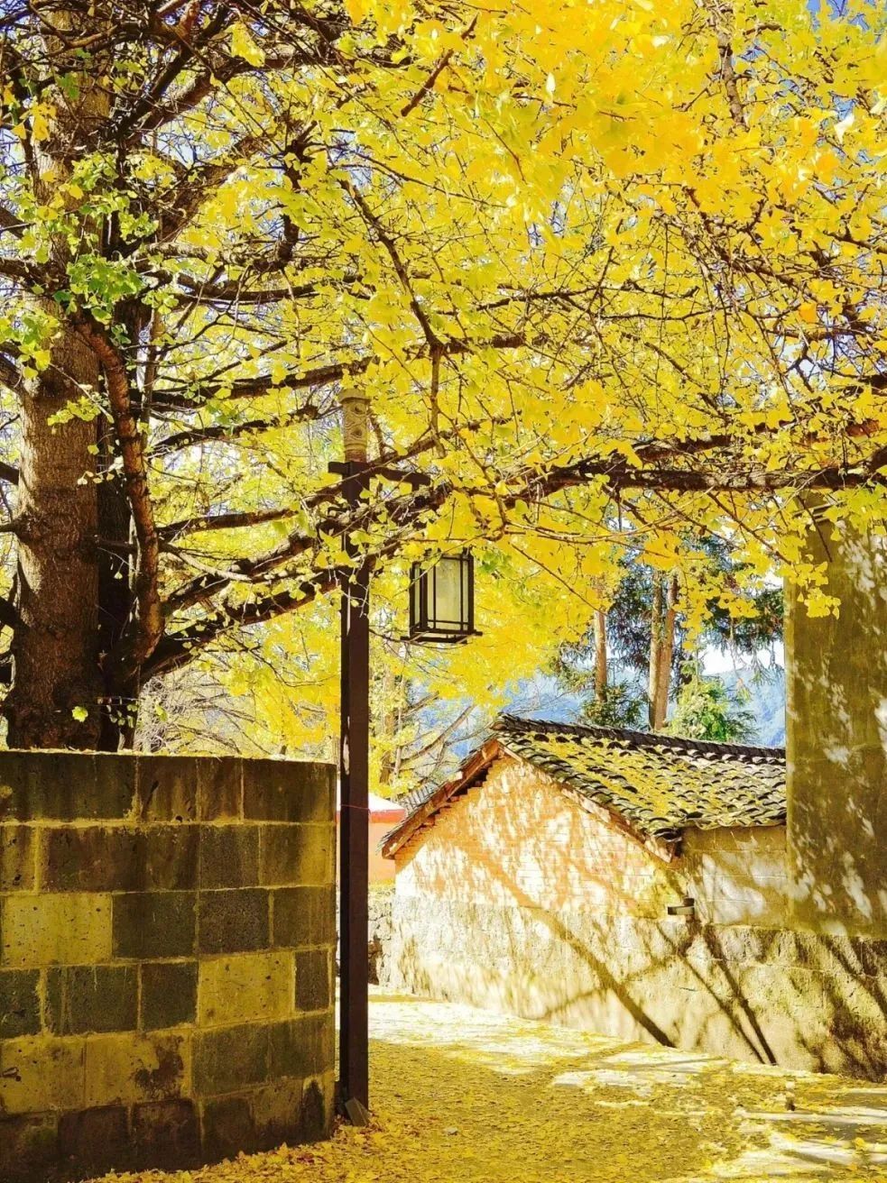 云南|机票300+，80%年轻人最爱的度假圣地