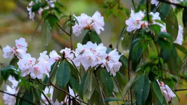 汶川|约！汶川『6月花花世界』已上新！