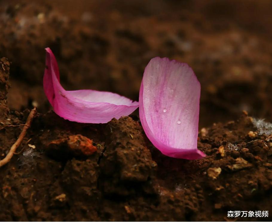人类火化浪费?所有生物死后都会生物循环,火化打破自然规律?