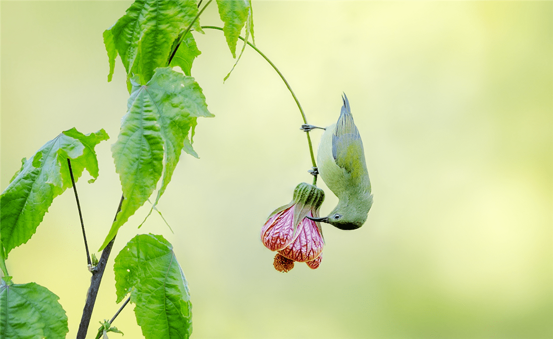 西藏|西藏出现太阳鸟，黑嘴巴红尾巴，不到10克重