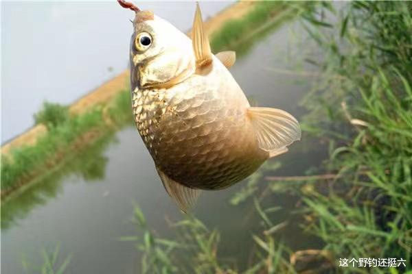 空军|夏季钓深钓浅有方向，根据天气两大特征选择更合理，等同钓鱼窝！