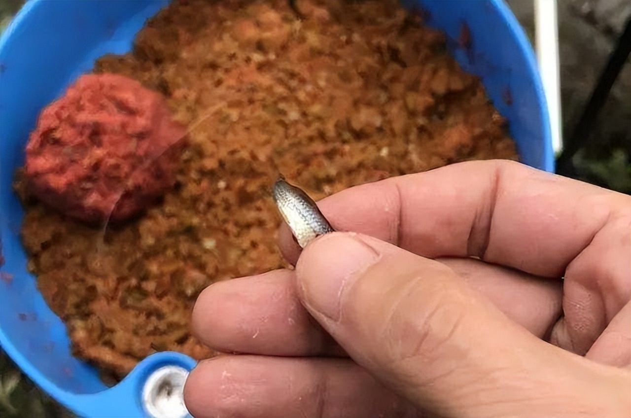 饵料|冬季钓鱼，刚开始还有鱼咬钩，为何越到最后越没鱼口了呢？
