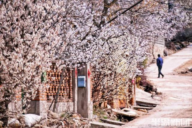 美丽|杏花如雪，美了少山