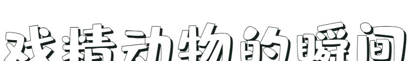 摄影师拍摄戏精动物的瞬间,发现生活细微的美