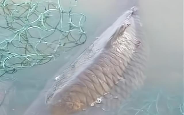 汉城湖|人鱼大战!大爷垂钓中大鱼,反被拉进了水里,网友:独乐不如众乐