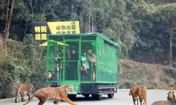 罕见的36张照片,蜜獾大战豺狼,野猪吓退花豹,河蚌吃掉大黄蜂