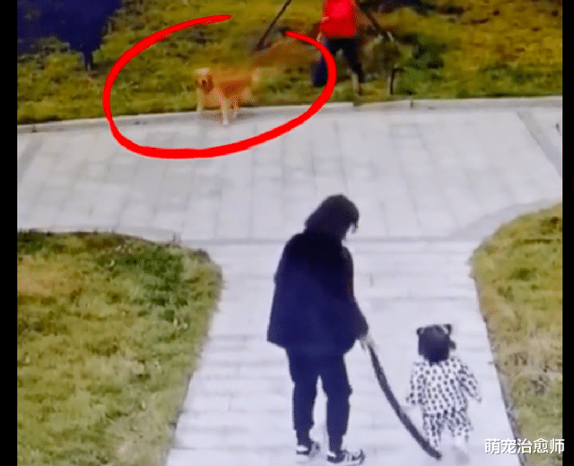 女主人没牵好金毛，导致狗狗扑向别人受到惊吓，事后连道歉也没有