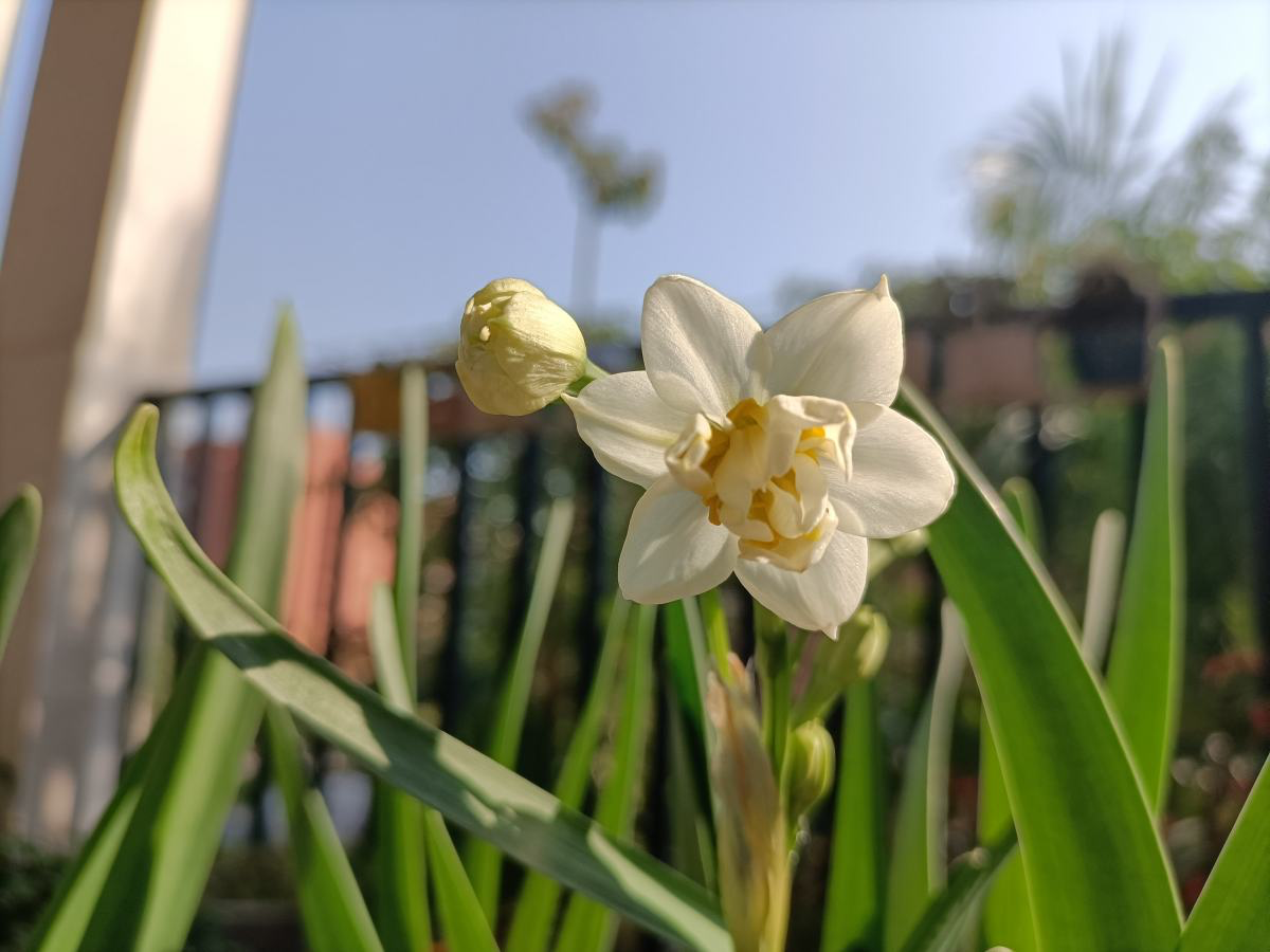 植物生长停滞,试着给它听听音乐,会有新发现